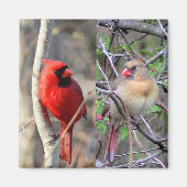 Kardinal Pair Magnet (Vorne)