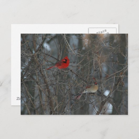 Kardinal Pair Postkarte (Vorne/Hinten)