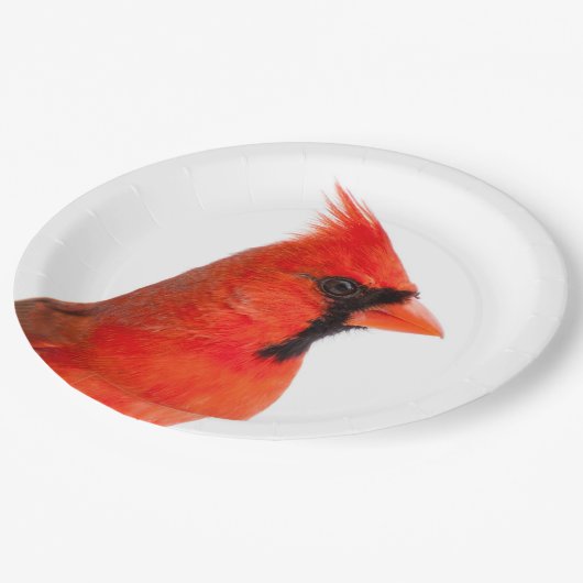 Kardinal Pappteller (Schrägansicht)