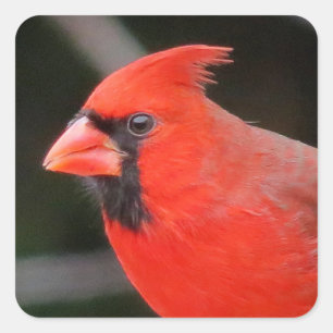 Kardinal Portrait - Bird Quadratischer Aufkleber