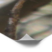 Kardinal Poster (Ecke)