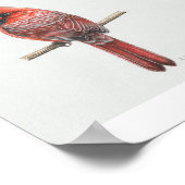 Kardinal Poster (Ecke)