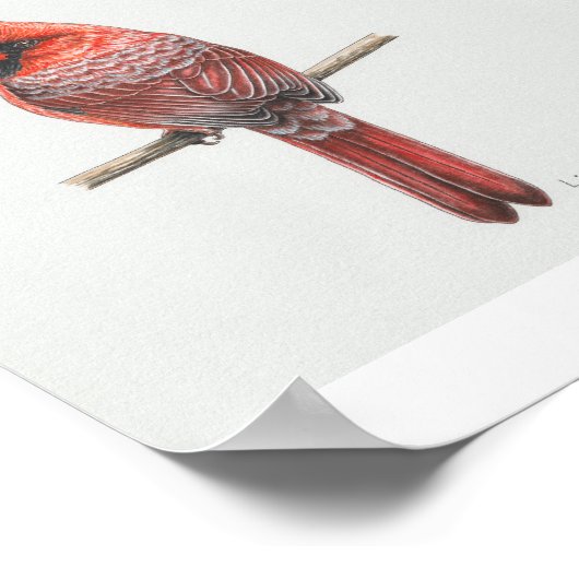 Kardinal Poster (Ecke)