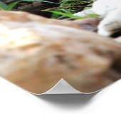 Kardinal Poster (Ecke)