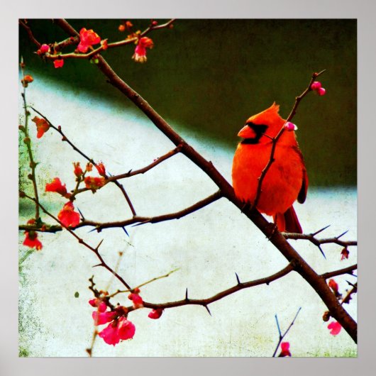 Kardinal Poster (Vorne)