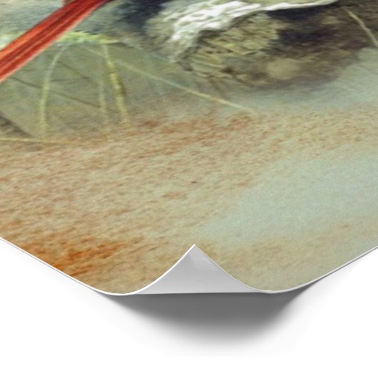 Kardinal Poster (Ecke)