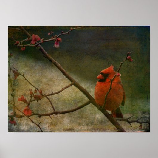 Kardinal Poster (Vorne)