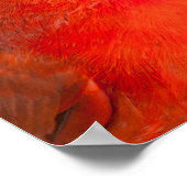 Kardinal Poster (Ecke)