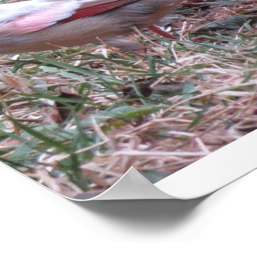 Kardinal-Poster Poster (Ecke)