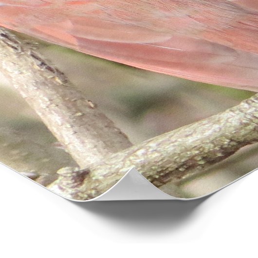 Kardinal-Poster Poster (Ecke)