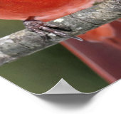 Kardinal-Poster Poster (Ecke)