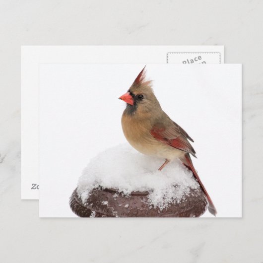 Kardinal Postkarte (Vorne/Hinten)