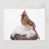 Kardinal Postkarte (Vorderseite)