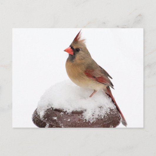 Kardinal Postkarte (Vorderseite)