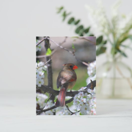 Kardinal Postkarte (Stehend Vorderseite)