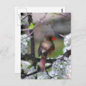 Kardinal Postkarte (Vorne/Hinten)