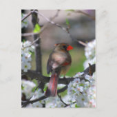 Kardinal Postkarte (Vorderseite)