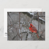 Kardinal - Postkarte (Vorne/Hinten)