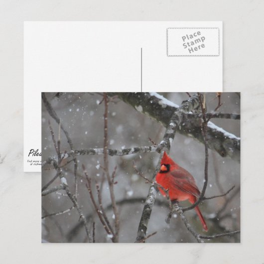 Kardinal - Postkarte (Vorne/Hinten)