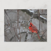 Kardinal - Postkarte (Vorderseite)