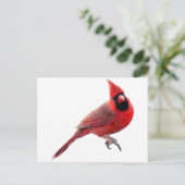 Kardinal Postkarte (Stehend Vorderseite)