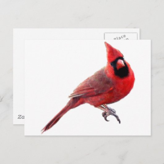 Kardinal Postkarte (Vorne/Hinten)