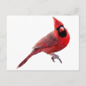 Kardinal Postkarte (Vorderseite)