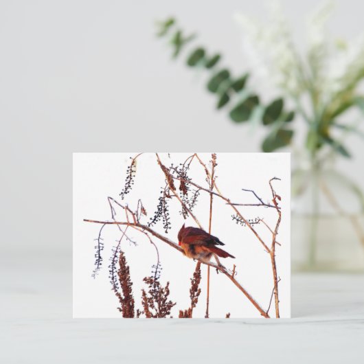 Kardinal Postkarte (Stehend Vorderseite)