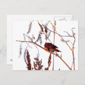 Kardinal Postkarte (Vorne/Hinten)