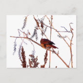 Kardinal Postkarte (Vorderseite)