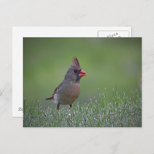 Kardinal Postkarte (Vorne/Hinten)