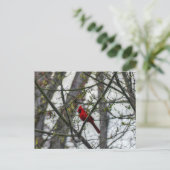 Kardinal Postkarte (Stehend Vorderseite)