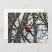 Kardinal Postkarte (Vorne/Hinten)