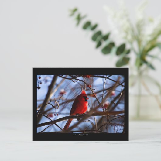 Kardinal - Postkarte (Stehend Vorderseite)