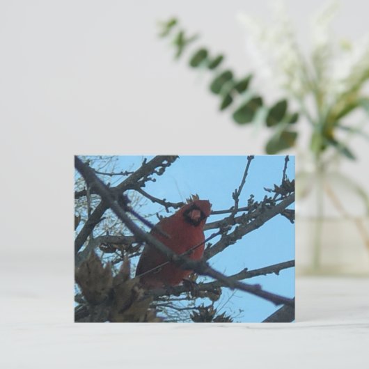 Kardinal Postkarte (Stehend Vorderseite)