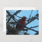 Kardinal Postkarte (Vorne/Hinten)