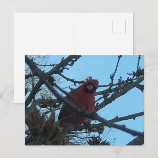 Kardinal Postkarte (Vorne/Hinten)