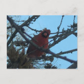 Kardinal Postkarte (Vorderseite)