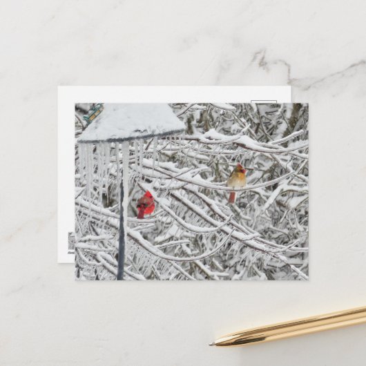 Kardinal Postkarte (Vorderseite/Rückseite Beispiel)