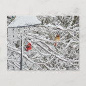 Kardinal Postkarte (Vorderseite)