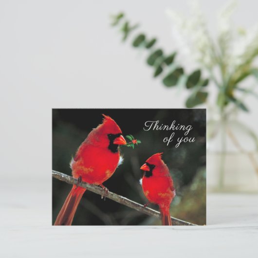 Kardinal Postkarte (Stehend Vorderseite)