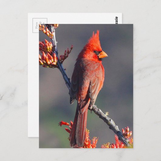 Kardinal Postkarte (Vorne/Hinten)