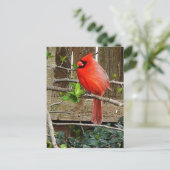 Kardinal Postkarte (Stehend Vorderseite)