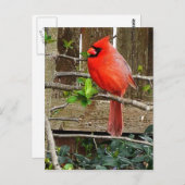 Kardinal Postkarte (Vorne/Hinten)