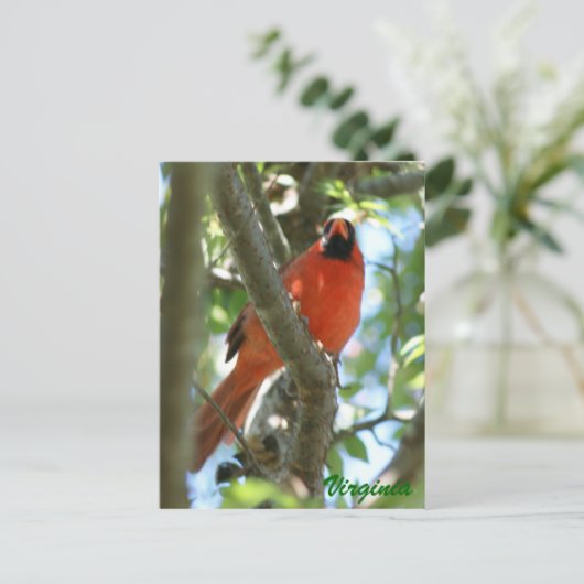 Kardinal Postkarte ... (Stehend Vorderseite)