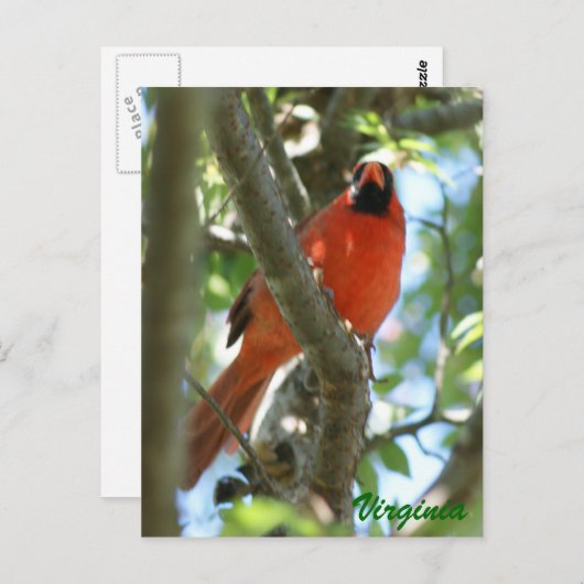 Kardinal Postkarte ... (Vorne/Hinten)