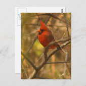 Kardinal-Postkarte Postkarte (Vorne/Hinten)