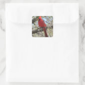 Kardinal Quadratischer Aufkleber (Tasche)