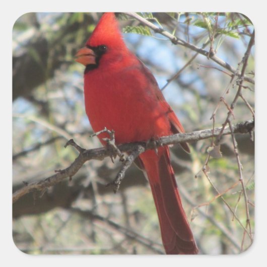 Kardinal Quadratischer Aufkleber (Vorderseite)