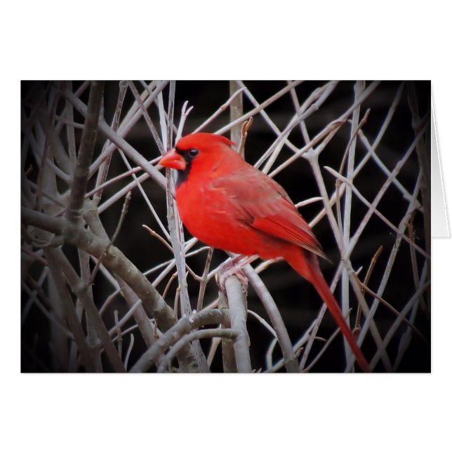Kardinal Red - Bird (Vorderseite (Horizontal))